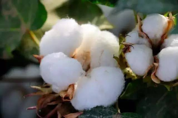 ¿Cómo hacer tela de algodón de algodón?